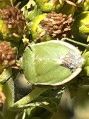 Chlorochroa persimilis