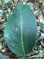 Spathiphyllum wallisii