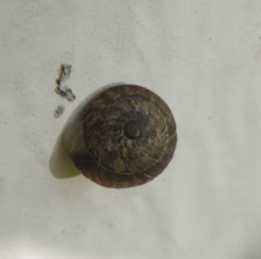 Xeroplexa intersecta