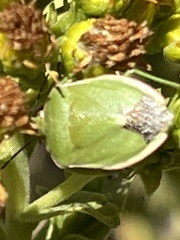 Chlorochroa persimilis