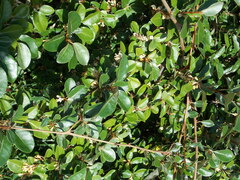 Elaeagnus pungens