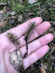 Polytrichum piliferum