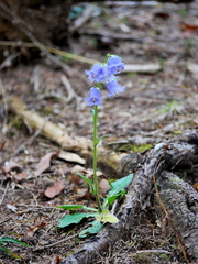Campanula barbata