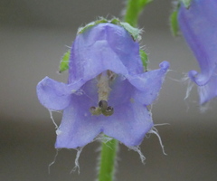 Campanula barbata