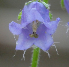 Campanula barbata