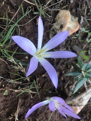 Colchicum filifolium