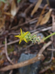 Sedum stenopetalum