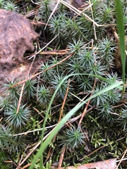 Polytrichum piliferum