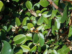 Elaeagnus pungens