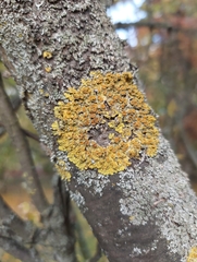 Xanthoria parietina
