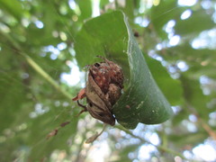 Larinioides patagiatus