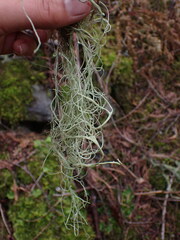 Alectoria sarmentosa