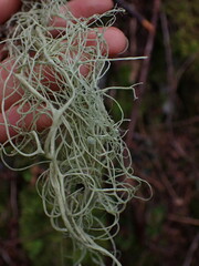 Alectoria sarmentosa