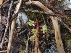 Sedum stenopetalum