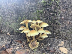 Hypholoma fasciculare