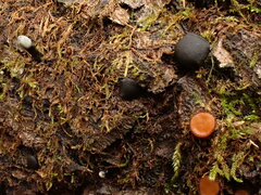 Holwaya mucida
