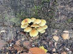Hypholoma fasciculare
