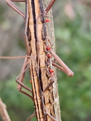 Trombidiformes