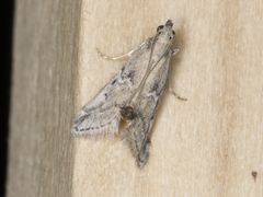 Alpheias transferens