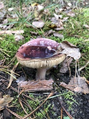 Russula