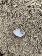 Crepidula fornicata