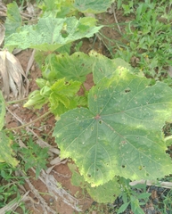 Abelmoschus