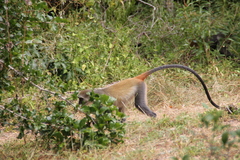 Cercopithecus mitis albogularis