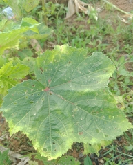 Abelmoschus