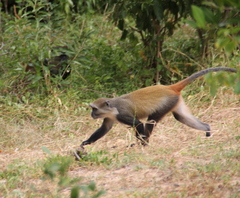Cercopithecus mitis albogularis