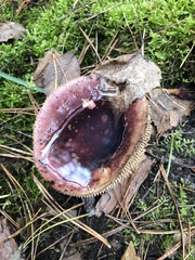 Russula