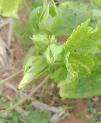 Abelmoschus