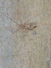 Leiobunum