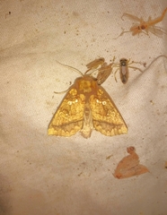 Papaipema harrisii