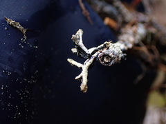 Hypogymnia tubulosa