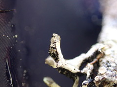 Hypogymnia tubulosa