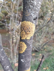 Xanthoria parietina