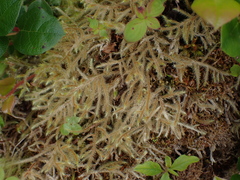 Rhytidiadelphus loreus