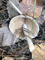 Lepista personata