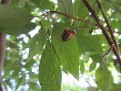 Larinioides patagiatus