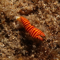 Ciliopagurus strigatus