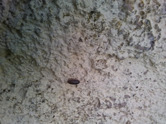 Armadillidium vulgare