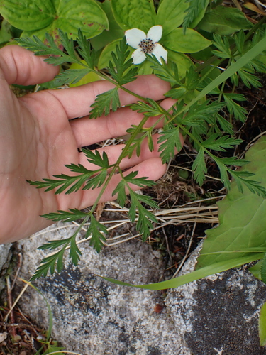 Image of Conioselinum gmelinii by no rights reserved