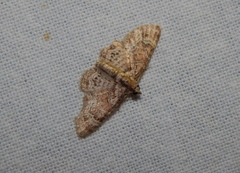 Eupithecia