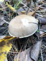 Lepista personata