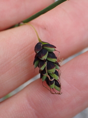 Carex pluriflora