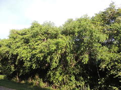 Ficus pertusa