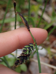 Carex pluriflora