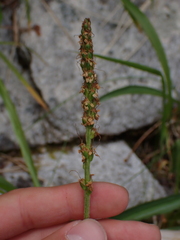 Plantago macrocarpa
