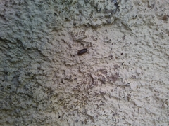 Armadillidium vulgare