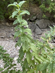 Cephalanthus occidentalis